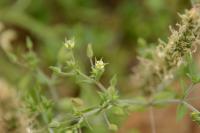Arenaria serpyllifolia