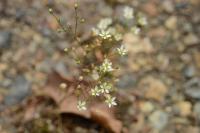 Sabulina tenuifolia