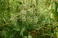 Lepidium draba