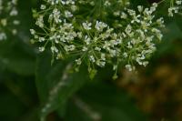 Lepidium draba