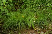 Carex remota