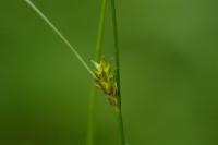 Carex remota