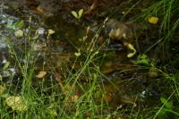 Carex remota