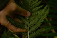 Dryopteris filix-mas