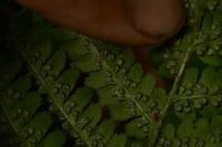 Dryopteris filix-mas