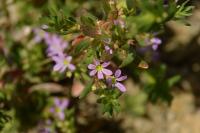 Lythrum hyssopifolia
