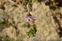 Lythrum hyssopifolia