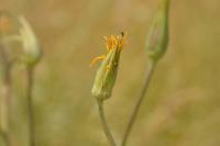 Tragopogon pratensis