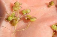 Lemna gibba