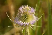 Dipsacus fullonum