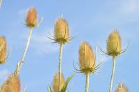 Dipsacus fullonum