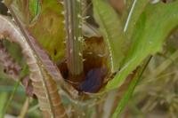Dipsacus fullonum