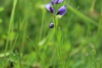 Polygala vulgaris