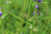 Polygala vulgaris