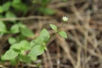 Moehringia trinervia
