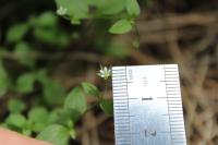 Moehringia trinervia