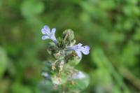 Ajuga reptans