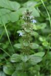 Ajuga reptans