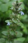 Ajuga reptans