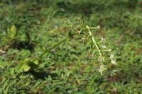 Platanthera chlorantha