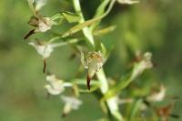 Platanthera chlorantha