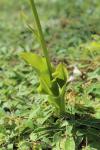 Platanthera chlorantha
