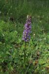 Gymnadenia conopsea