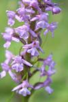 Gymnadenia conopsea