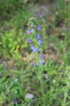 Echium vulgare