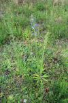 Echium vulgare