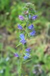 Echium vulgare