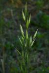 Bromus hordeaceus