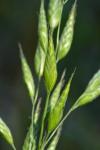 Bromus hordeaceus