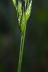 Bromus hordeaceus