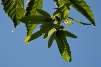 Carpinus betulus