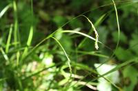 Carex sylvatica