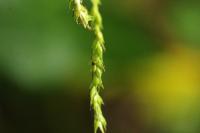 Carex sylvatica