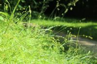 Carex divulsa
