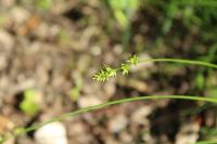 Carex divulsa