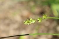 Carex divulsa