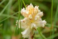 Orobanche picridis-hieracioidis