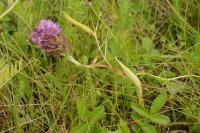 Anacamptis pyramidalis