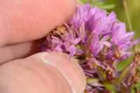 Anacamptis pyramidalis