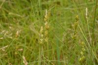 Carex leersii