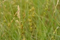 Carex leersii