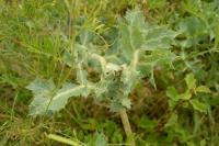 Eryngium campestre