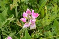 Lathyrus latifolius