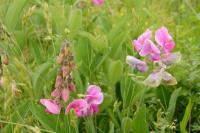Lathyrus latifolius