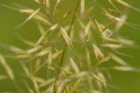 Trisetum flavescens