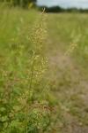 Trisetum flavescens